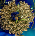 Medium Money Bouquet (To Place Money Bouquet order we only accept Zelle Or Cash in store, if local )